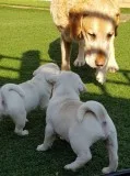 Km adorable pug pups for rehomed