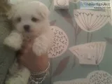 Sweet & playful maltese puppies for adop