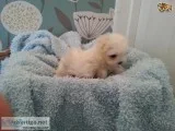 Lovely 12 weeks old maltese puppies