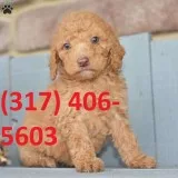 5 standard poodle puppies