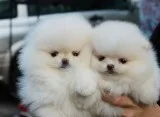 Micro teacup pom for sale, 