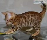 Quality, happy and healthy bengal kitten