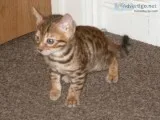 Bengal kitten available 
