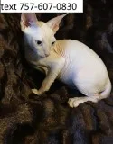 Gftr sphynx beautiful m/f kittens