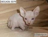 Pfgfd sphynx friendly m/f kittens 