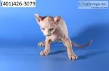 Wdgr sphynx hairless kittens m/f