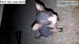 Blck sphynx quality kittens m/f sociable