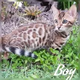 Purebred bengal kittens ready to go