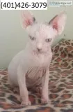 Kfgfr sphynx joyful kittens