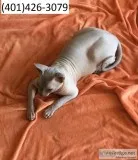 Szgdfr sphynx precious m/f kittens