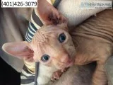 Zsjfg sphynx lovely kittens m/f sweet