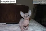 Mfghtg sphynx kittens unique m/f