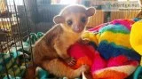 Kinkajou
