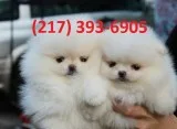 Priceless white pomeranian puppy for ado