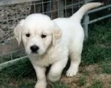 Playful 10wks old golden retriever 