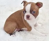 Wqrte boston terrier to go