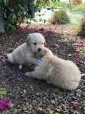 golden retriever puppies available