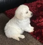  english cream golden retriever 