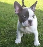 Iugkuy french bulldog ready