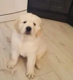 Golden retriever needs rehousing