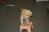Cutest female golden retriever puppy 