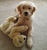 Friendly golden retriever puppies 