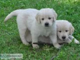Adorable golden retriever puppies