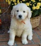 Female golden retriever puppy 