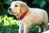 Weterg golden retriever for a lovely pet