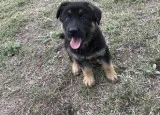 Kjgujty german shepherd available