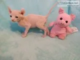 Adorable sphynx kittens available to go
