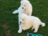 Stunning golden retriever puppies 