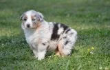 Lkjhukfu australian shepherd puppies ava