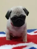( both pug puppies male and female ready