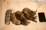 ( both pug puppies male and female ready
