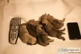 ( both pug puppies male and female ready