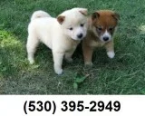 Hello we have 2 shiba inu puppies availa
