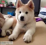  sdsr nate 2 lovely shiba inu puppies 