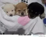 Dfs cute shiba inu puppies available