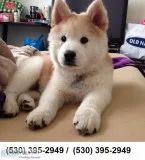 Srf cuty akc shiba inu puppies ready