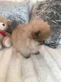 pomeranian puppies for sale