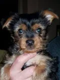 Teecup yorkie puppies for sale 