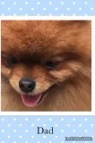 Akc registered female pomeranian */*/*/