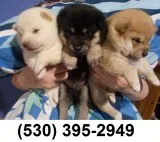 Srf akc shiba inu puppies ready
