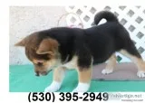 F beautiful loving two shiba inu puppies