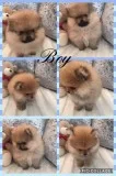 Amazing little pomeranian puppy 