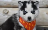 Siberian husky