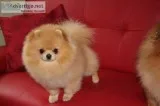 *adorable pomeranian puppies for sale