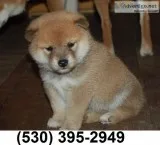 Purebreed beautiful shiba inu puppies