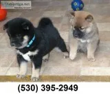 Fabolus akc shiba inu puppies  ready 